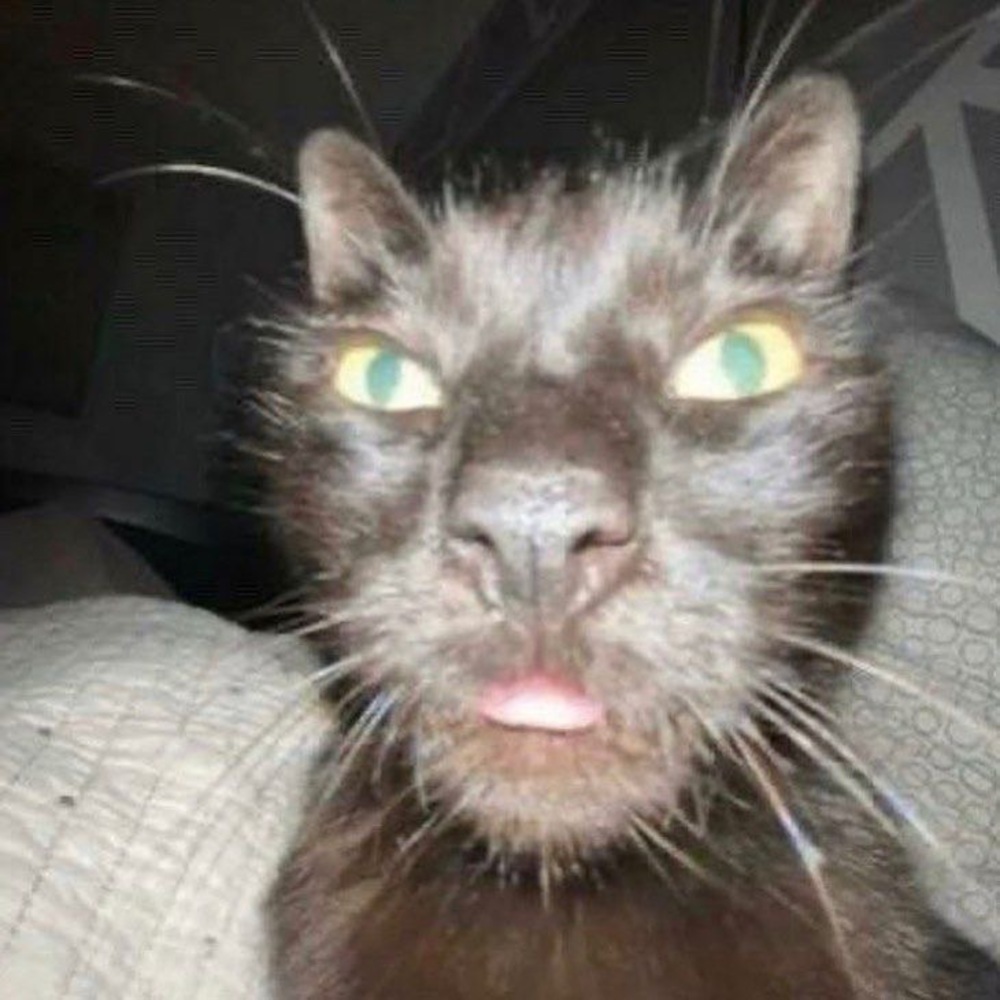 Meet your Posher, Alissa